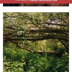 Screenshot 20250518 185024 Chrome