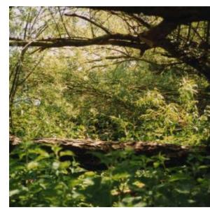 Screenshot 20250518 185028 Chrome